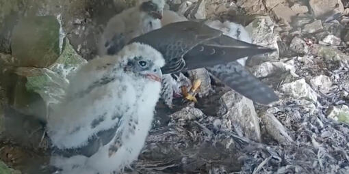 A Peregrine Falcon fledgling looks at the screen, while its mother feeds the rest of the chicks with her tail to the camera.