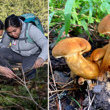 Looking for fungi and mushrooms in the Golden Gate National Recreation Area.