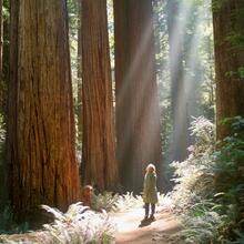 A woman stands amidst towering redwood trees in a forest.