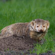 Badger photographed by Vishal Subramanyan