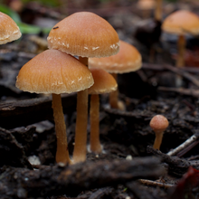 Scurfy Twiglet mushrooms growing in the winter.