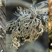 Hypogymnia schizidiata lichen.