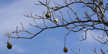 California buckeye during the fall season.