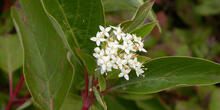 Creek dogwood during the fall season.