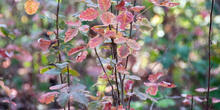 Poison oak during the fall season.