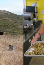 A group collects seed in a grassland. A volunteer holds a tray of seeds. A group collects seed in a grassland. A volunteer holds a tray of seeds.