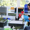 Volunteers work with manzanita cuttings